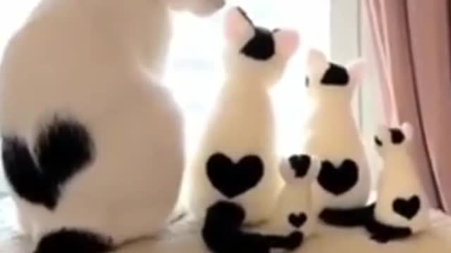 Funny animal funny cat video