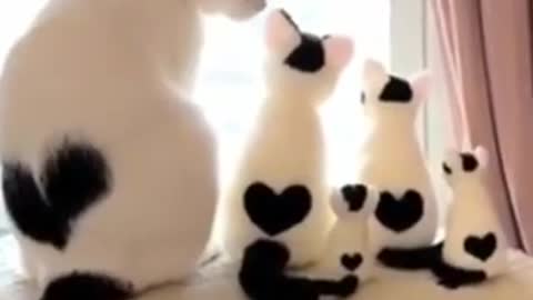 Funny animal funny cat video