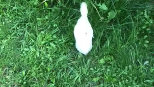 Chickens playing