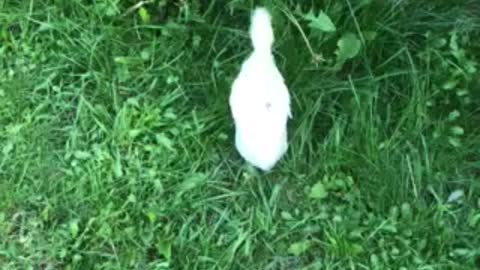 Chickens playing