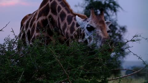 elegant giraffe