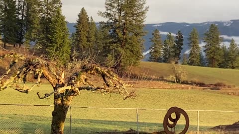 Deer in field