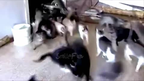 A lot of cats