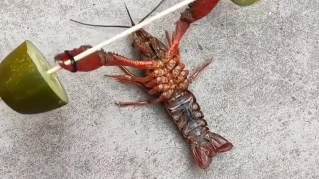 Animal confused behavior, funny crayfish, see again laugh again, funny.