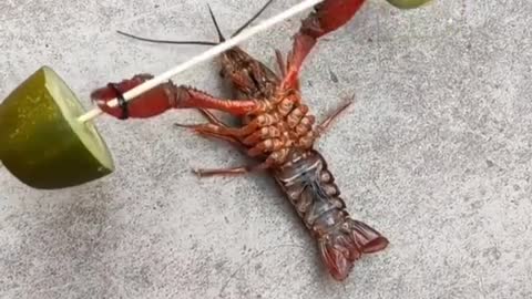 Animal confused behavior, funny crayfish, see again laugh again, funny.