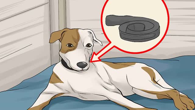 How to Handle a Mother Dog Refusing to Stay w/Her Puppies