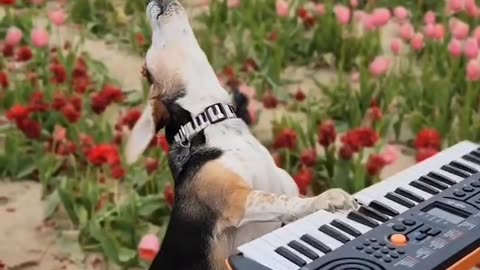 #video #beautiful #song #videoviral #bass @Beautful Content #funnyvideo @Funny Video