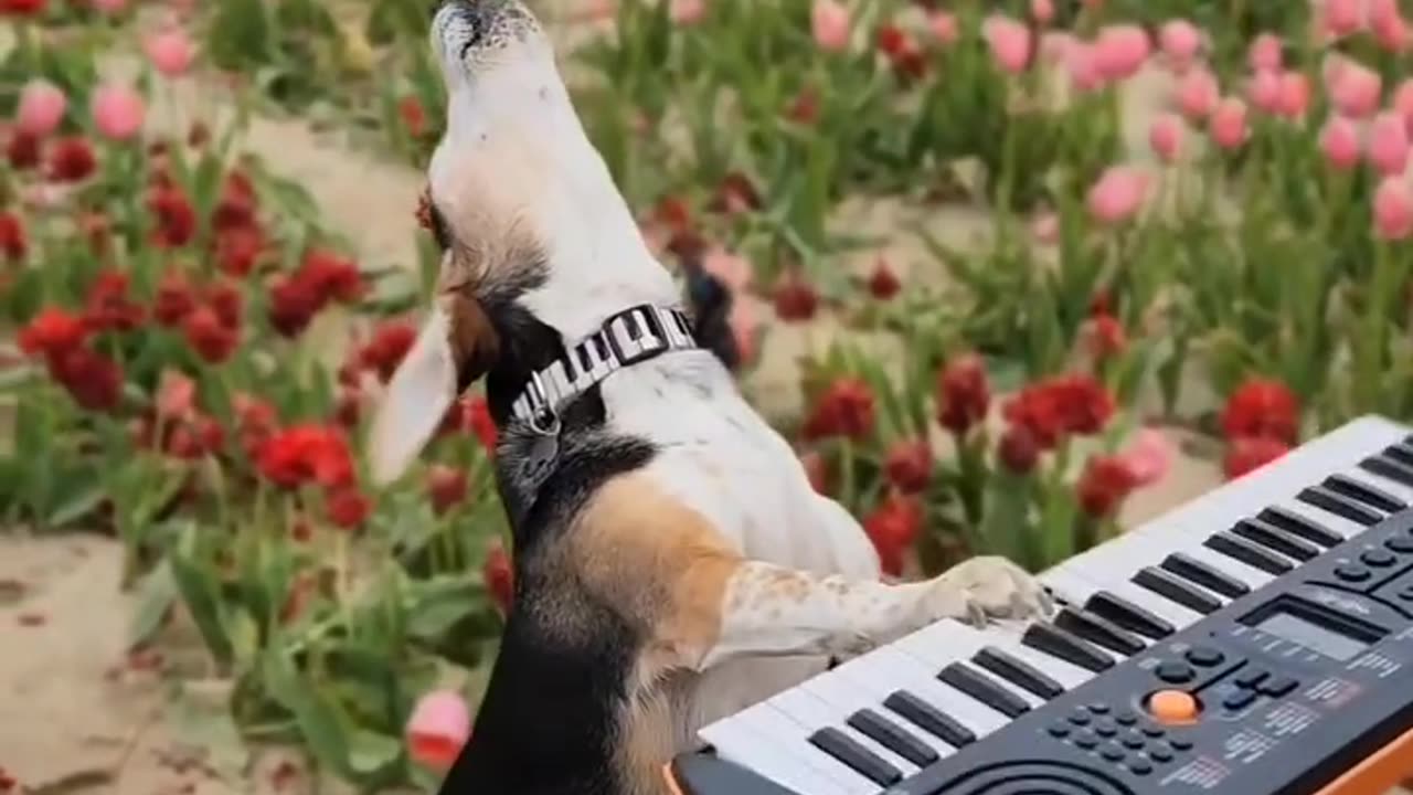 #video #beautiful #song #videoviral #bass @Beautful Content #funnyvideo @Funny Video