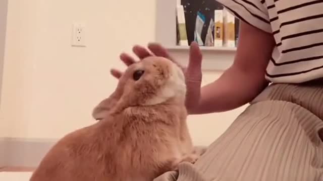 When I spend time with my bunny on weekend..