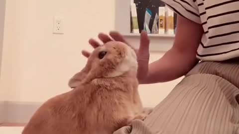 When I spend time with my bunny on weekend..