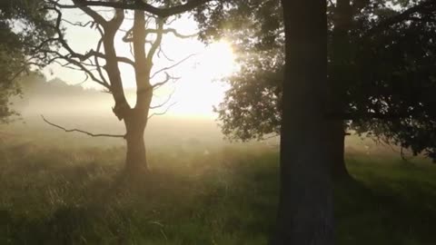 Fog Stock Footage - Winter