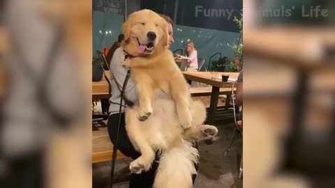 Funniest dogs & Cats Fight