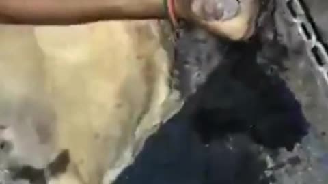 Poisoned Pup Saved By Animal Rescuer