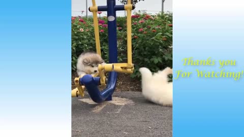 CUTE PET AND ANIMALS FUNNY