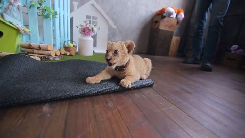Little lion playing and sharpening its claws and teeth