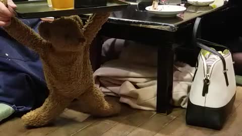 Funny Teddy Bear Delivers Drinks