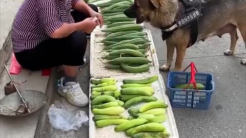 Smart- Dog