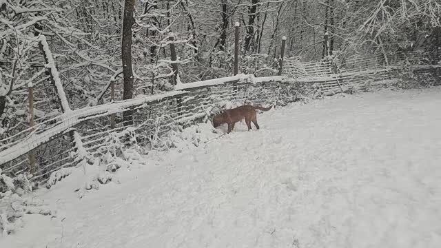 Neve 2021 a bosco retriever
