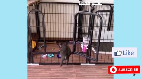 Cute and funny cats and dog video Compilation 2020