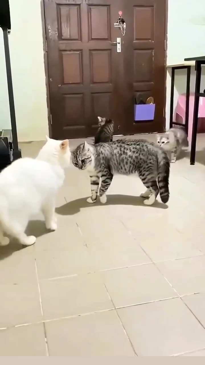 Cat Rumble My Cat