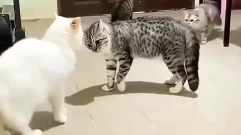 My Cat