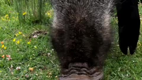 wildlife