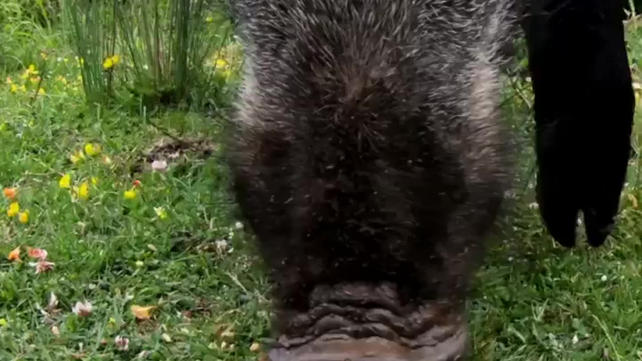 wildlife
