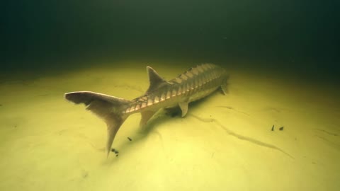 Gulf Sturgeon Swimming
