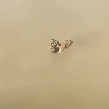 Tiger And Duck In Deep Water Funny video