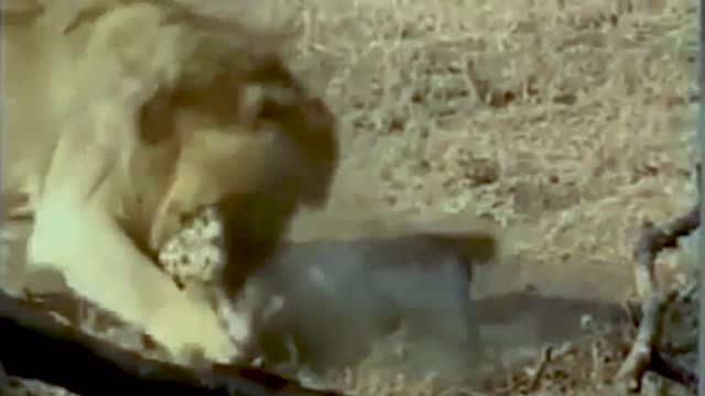 Cheetah sacrifice her life to save her cubs from lion