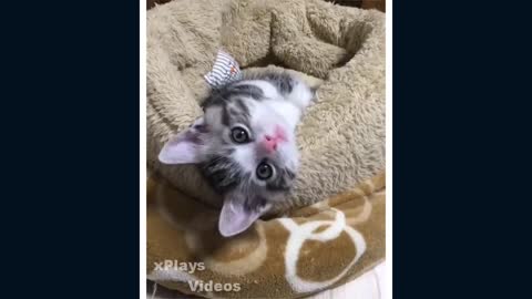 Cats Don't try to hold back Laughter