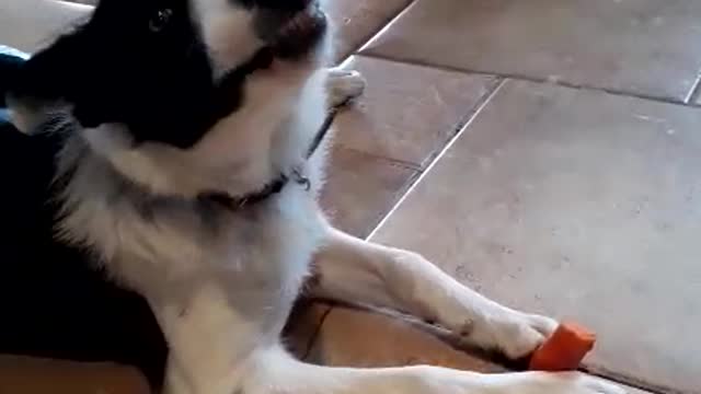 Black and white dog chews on carrot in kitchen