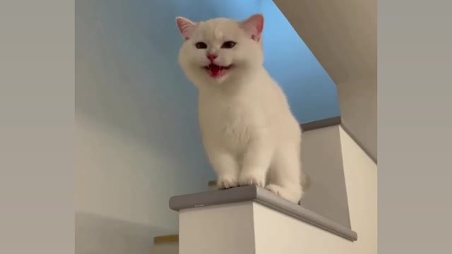 Most cute 😍 cat reaction