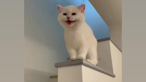 Most cute 😍 cat reaction