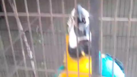 Parrot speaking