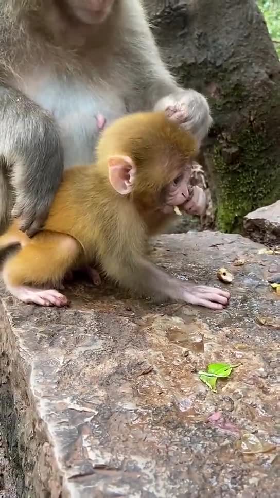 cute baby monkey