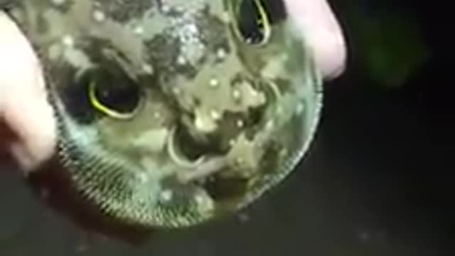 A strange marine object worth watching
