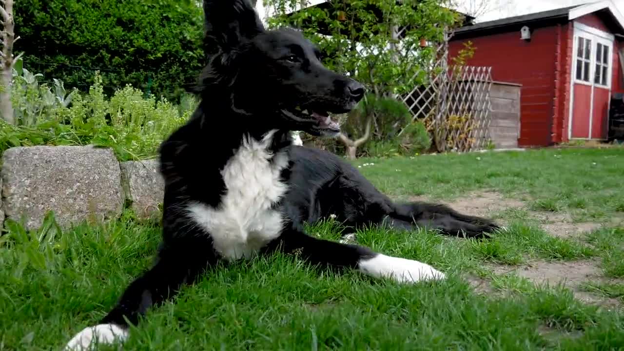 cute dog