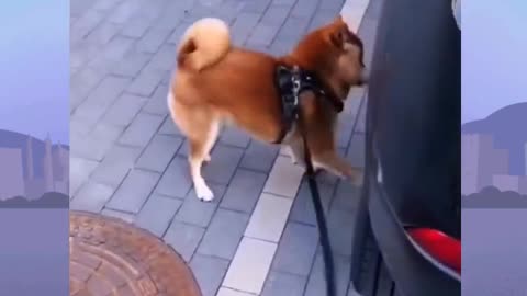 Animal funny videos 😂