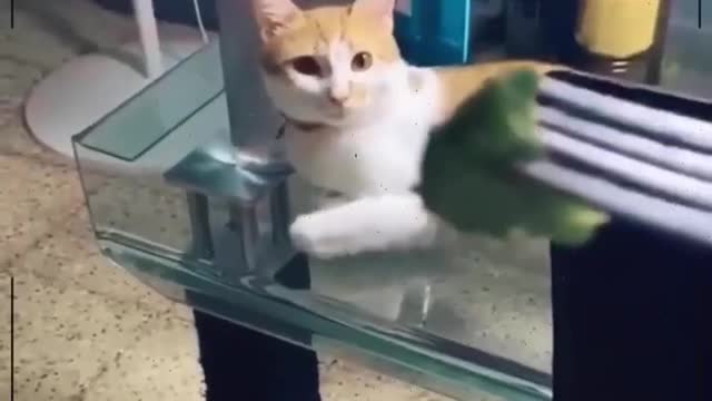 Funny Shrilling chicken animals