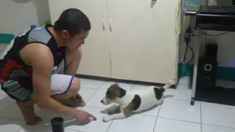 Cute Puppy Does Tricks