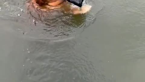 A Splash of Fun: Dogs Swim with a Surprise Twist!"