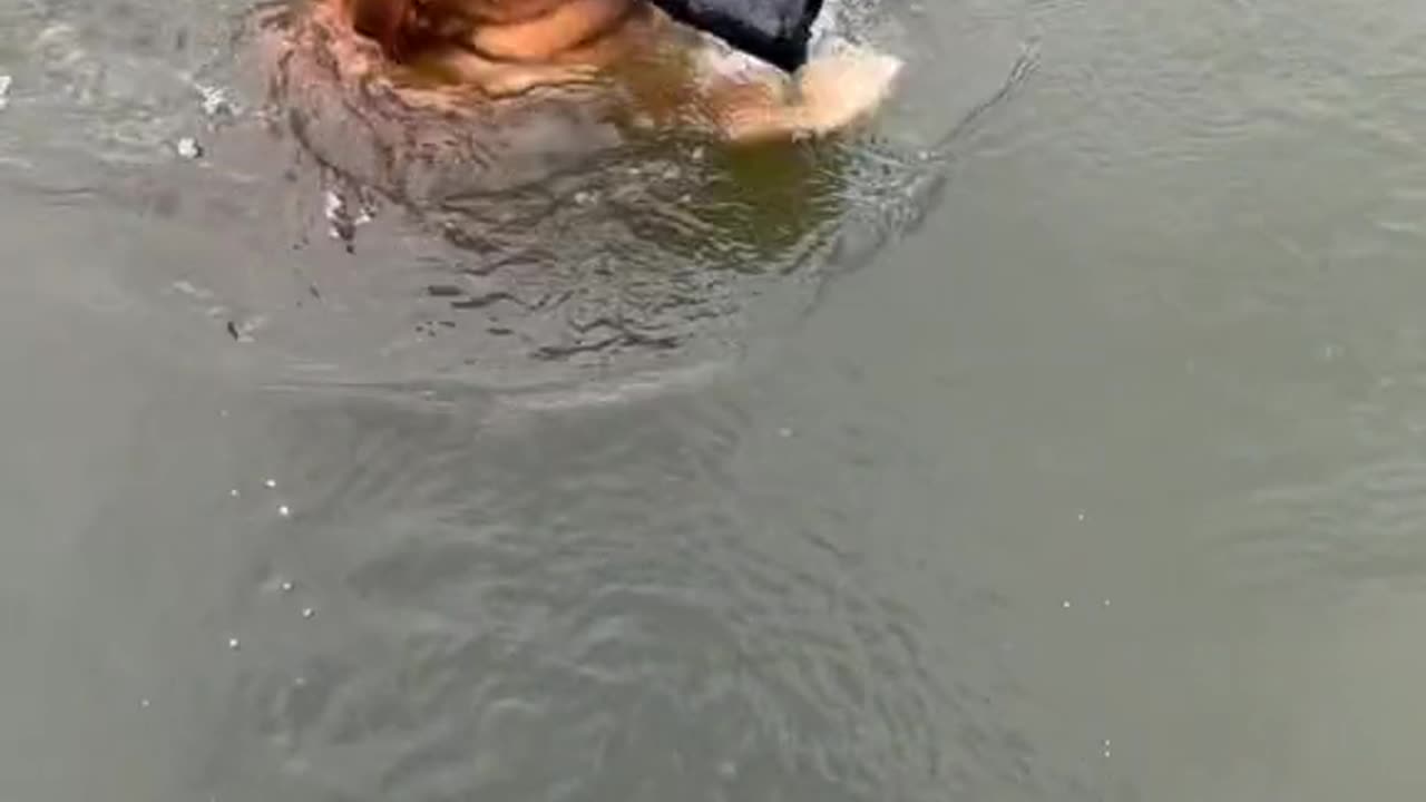 A Splash of Fun: Dogs Swim with a Surprise Twist!"