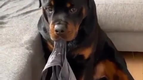 Funny dog bite the underpant