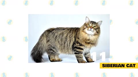 Cats 101 : Best Cats for Beginners