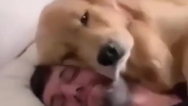 Adorable puppy shows love to owner