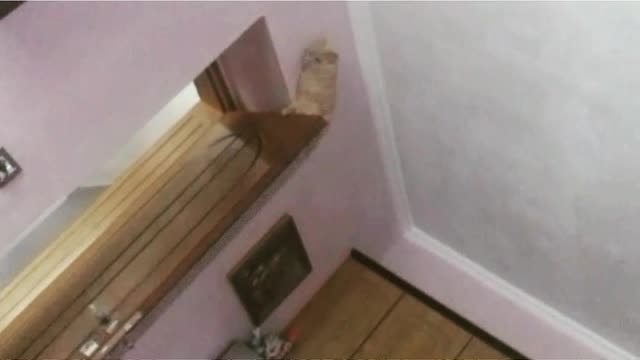 Brown cat falling off closing door