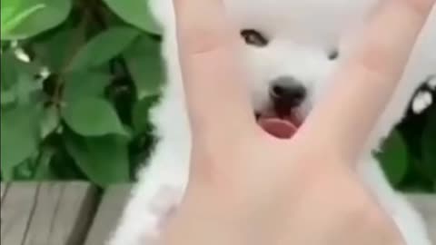 Cute baby dog.