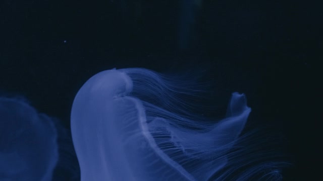 video-of-a-jelly-fish-underwater