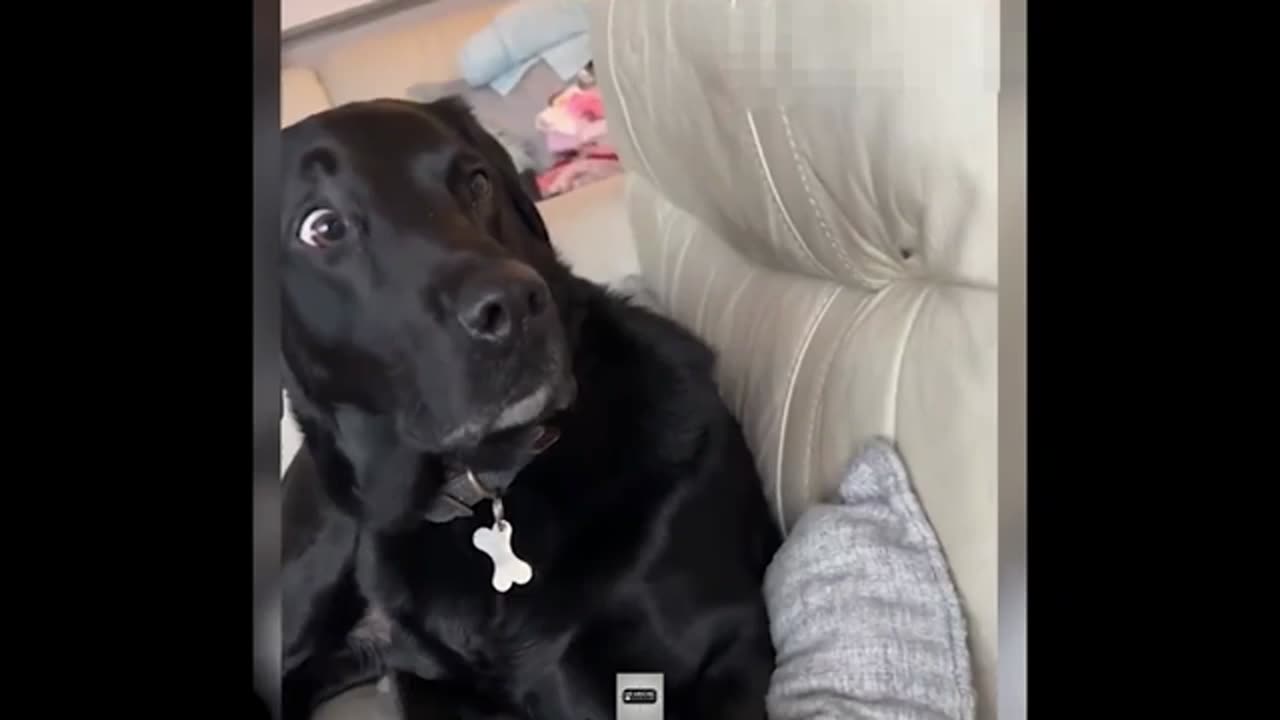 Funny Animals Videos: Cutest and Funniest Moments You Can't Miss